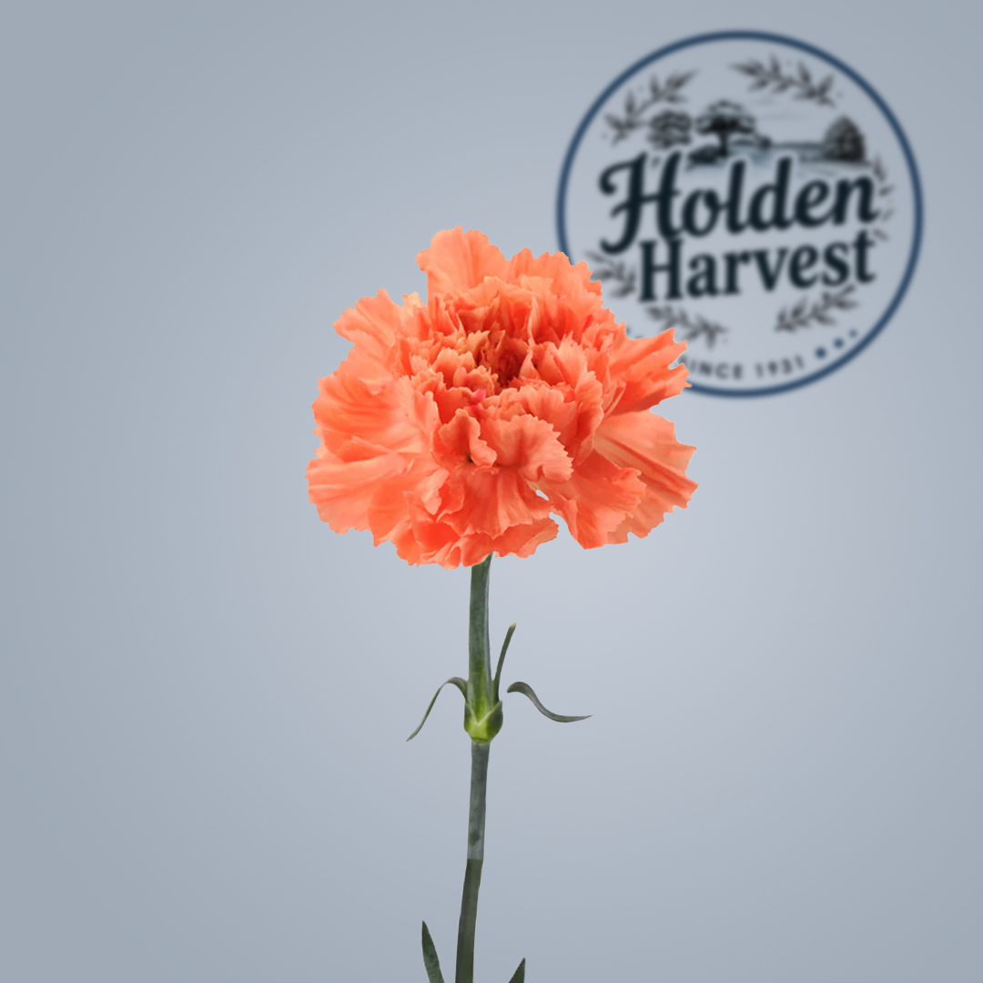 carnations-orange